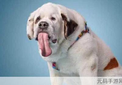 一边伸舌头一边快速喘气 一边伸舌头一边快速喘气怎么回事儿