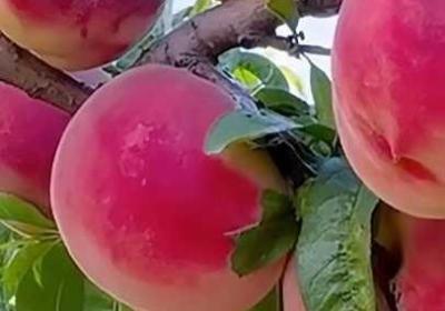 女孩子的桃子是啥子样子的呢 桃子女孩什么意思