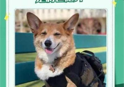 狗狗配人如何配 狗狗配人如何配出来