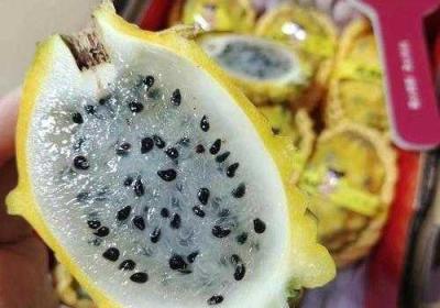 苏家有女黄心火龙果 苏家有女黄心火龙果笔趣阁