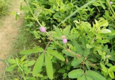 含羞草m码与欧洲码的不同差异是啥子 含羞草m码与欧洲码的换算关系