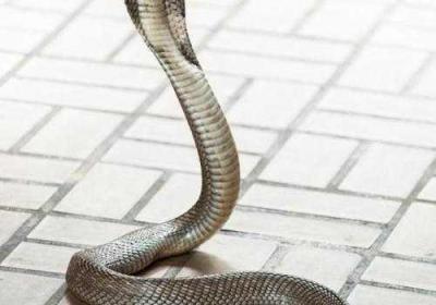 蛇王的尾巴高ah 蛇王的尾巴高ah笔趣阁最新章节列表