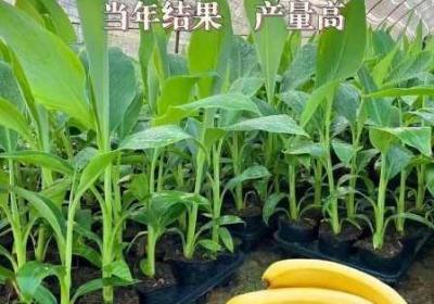 重庆香蕉人力资源管理有限企业 重庆香蕉文化传媒有限公司