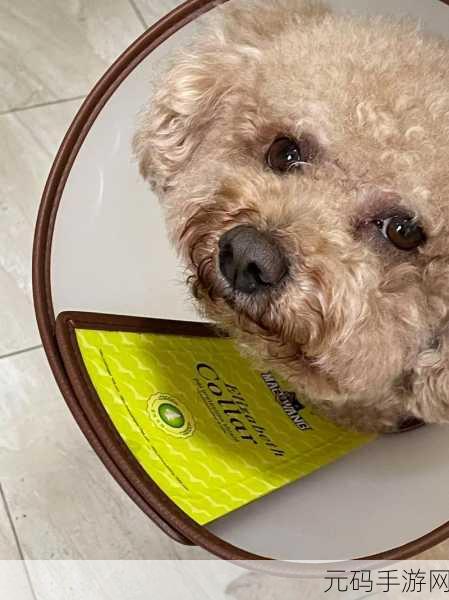 狗狗的东西又硬又烫怎么办,1. 狗狗出现硬烫现象,如何处理和预防?