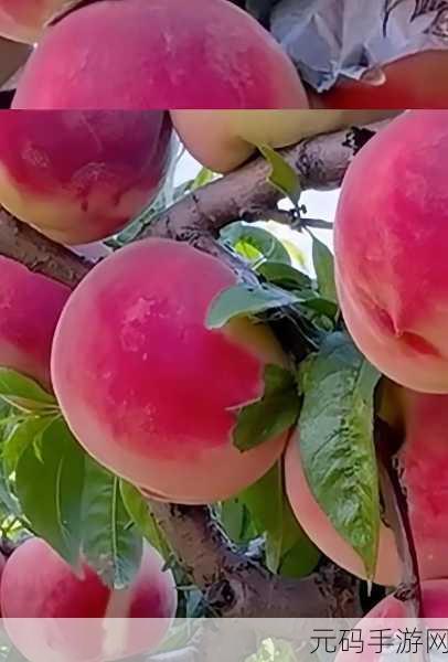 女生的桃子是什么样子的呢,1. 女生的桃子:甜美与柔软的完美结合