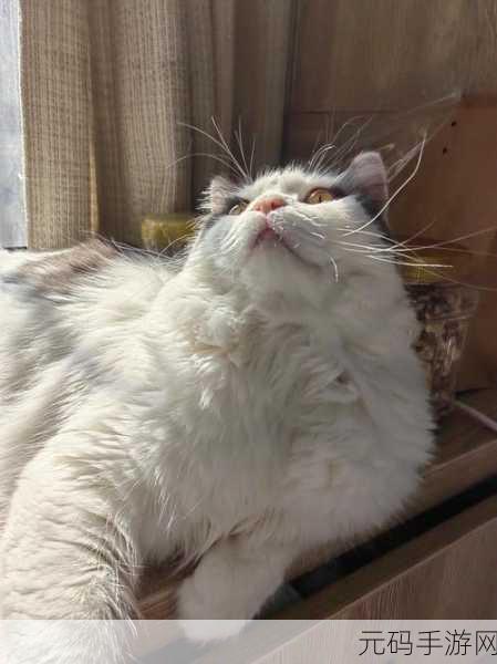 老师今天晚上随便你怎么回复,1. “自由表达:今晚你我之间的无限可能”