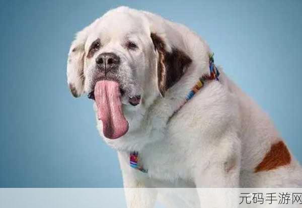 一边伸舌头一边快速喘气,1. 舔舌之间,快喘气的奇妙瞬间